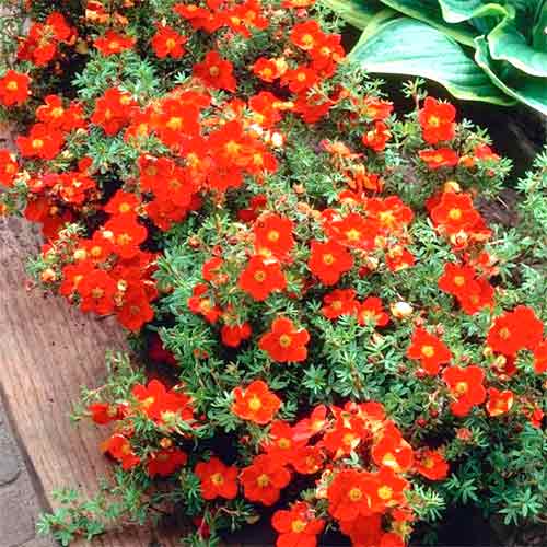 Potentilla fruticosa Red Ace imagine 1 articol 9074