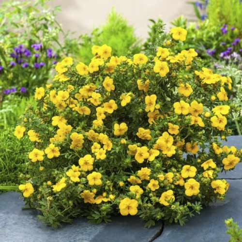 Potentilla Goldstar, C2 imagine 1 articol 8567