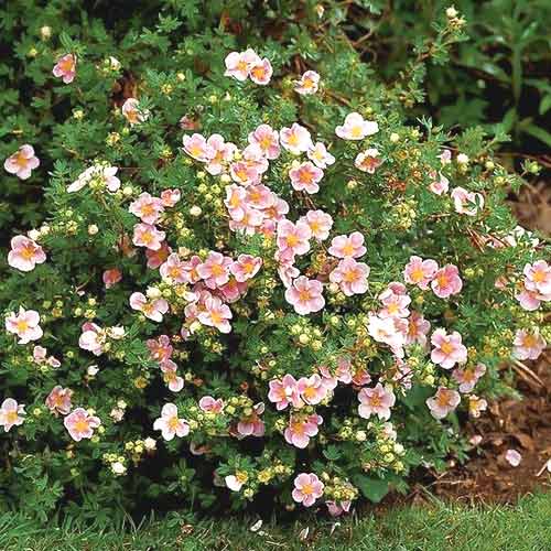 Potentilla Lovely Pink ® PBR, C2 imagine 1 articol 8568