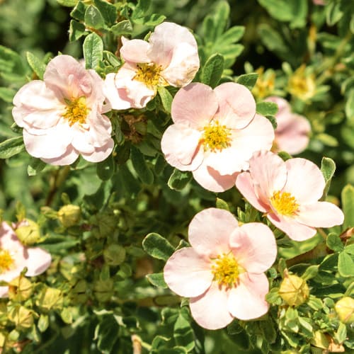 Potentilla Pink Queen imagine 1 articol 2040