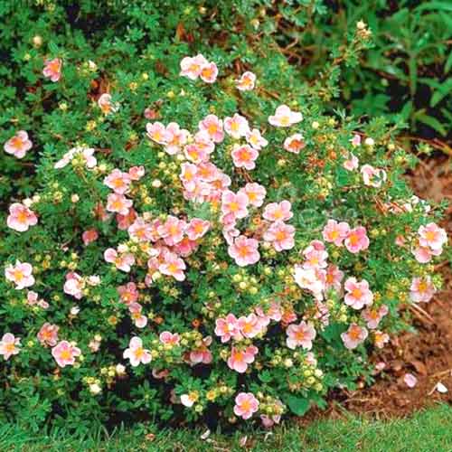 Potentilla Pretty Polly imagine 1 articol 4101