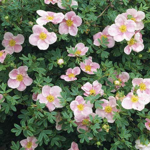 Potentilla Princess, C2 imagine 1 articol 8569