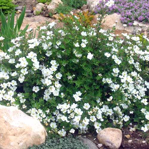 Potentilla Snowflake imagine 1 articol 4103