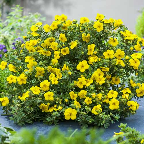 Potentilla Summerflor imagine 1 articol 9590