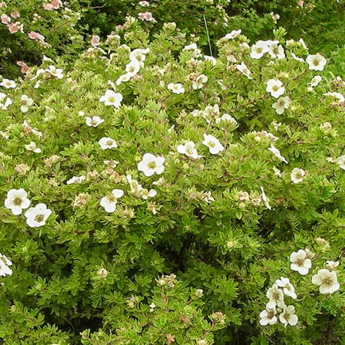 Potentilla Tilford Cream imagine 1 articol 2042