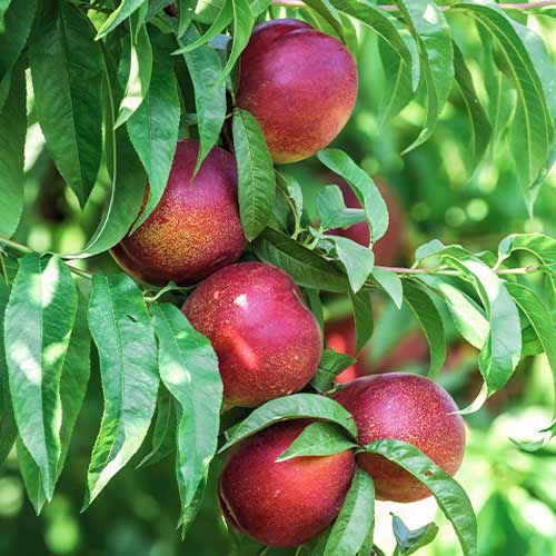 Праскова (columnar) King Part изображение 1 артикул 2018