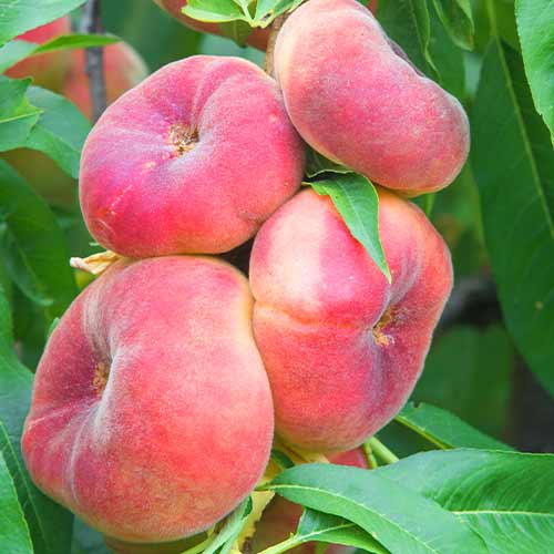 Праскова (columnar) Saturn изображение 1 артикул 2020