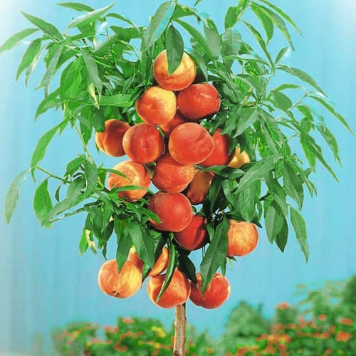 Праскова колона Aida, С2 изображение 1 артикул 1944