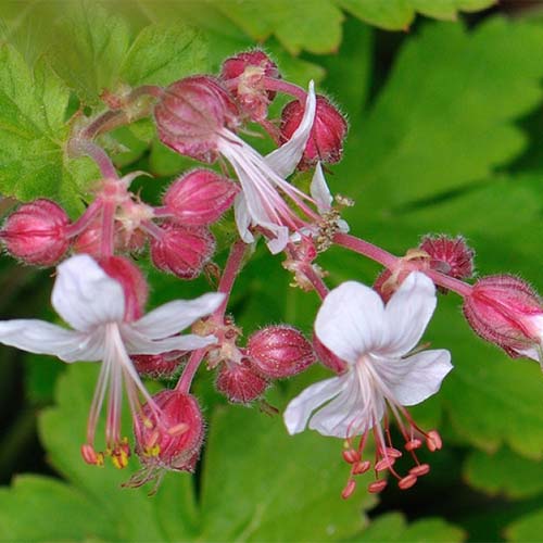 Priboi (Geranium macrorrhizum) Spessart imagine 1 articol 01333