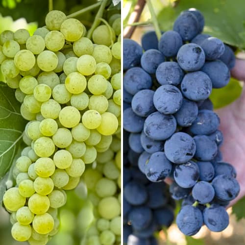 Promo Set! Комплект лози - Супер студоустойчиви, 2 сорта изображение 1 артикул 6167