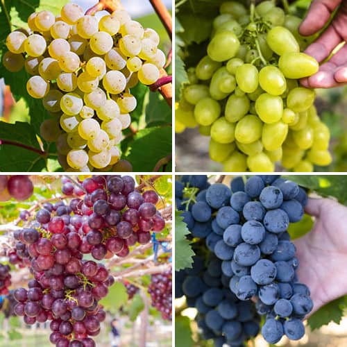 Promo Set! Viță de vie Sorbet, set de 4 soiuri imagine 1 articol 6166