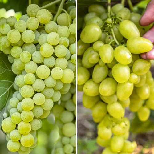 Promo Set! Viță de vie Super timpurie, set de 2 soiuri imagine 1 articol 6168