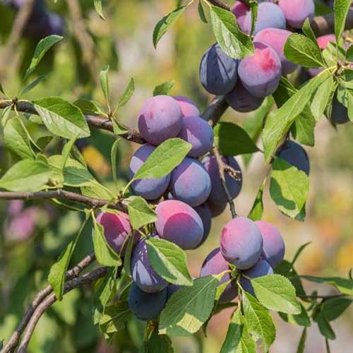 Prun Amers imagine 1 articol 4845