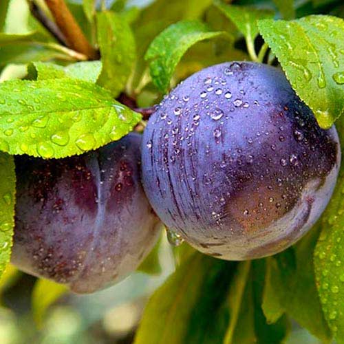 Prun Bluefree imagine 1 articol 7442