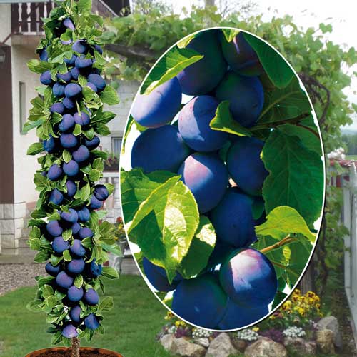 Prun columnar Fruca, С2 imagine 1 articol 1945