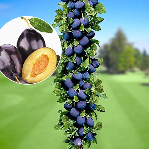 Prun columnar Imperial, С2 imagine 1 articol 1917