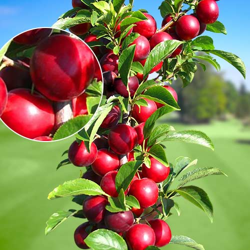 Prun columnar Rubin, С2 imagine 1 articol 1919