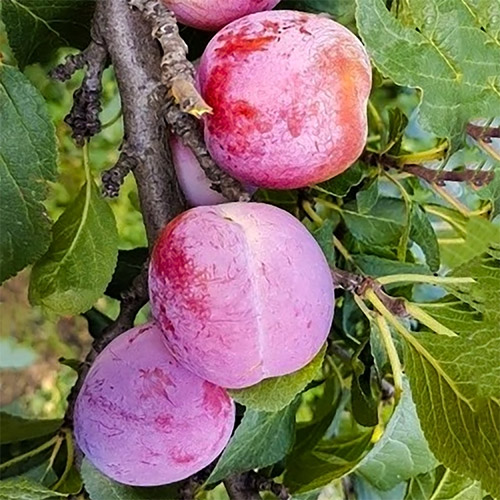 Prun Delicios imagine 1 articol 7445