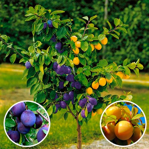 Prun DUO  imagine 1 articol 7146