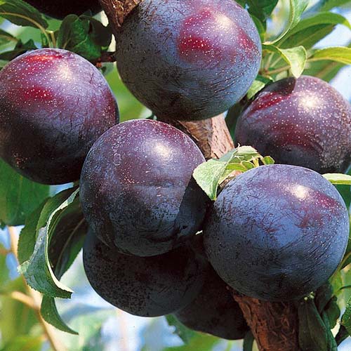 Prun Friar imagine 1 articol 7961