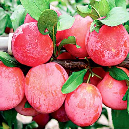 Prun President imagine 1 articol 9355