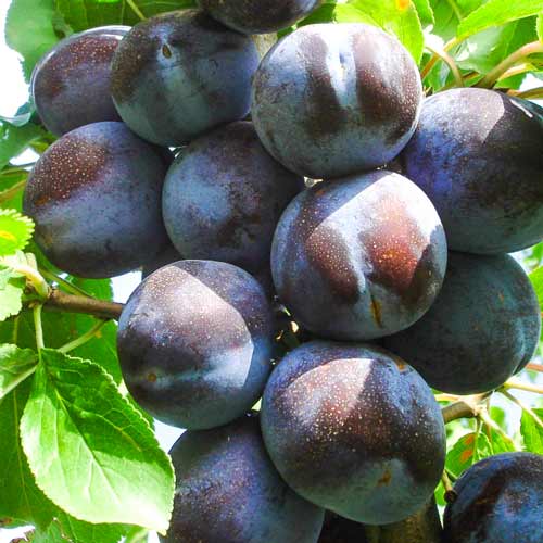 Prun President imagine 1 articol 7491