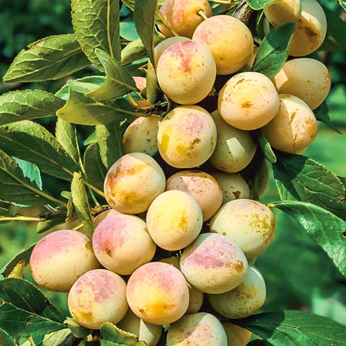 Prun Renglot Mirabelle von Nancy imagine 1 articol 7940