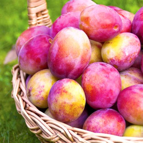 Prun Victoria imagine 1 articol 7444