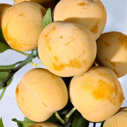 Prun Honey imagine 1 articol 7447