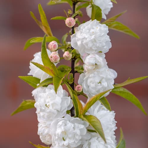 Prunus glandulosa Alba Plena, С2 изображение 1 артикул 7796