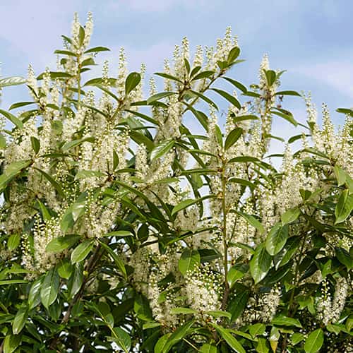 Prunus laurocerasus Rotundifolia, С2 изображение 1 артикул 7797