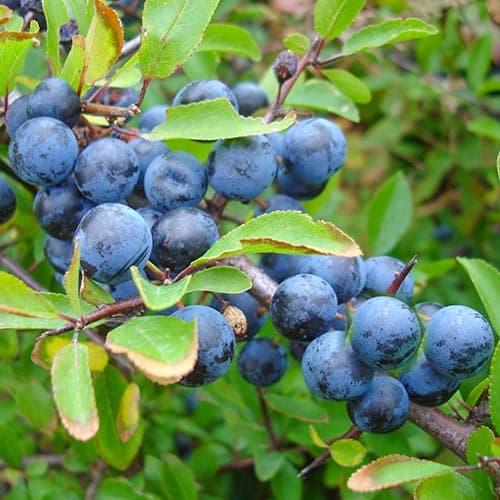 Prunus spinosa imagine 1 articol 4701