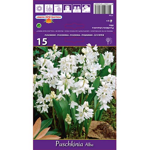 Пушкиния Libanotica Alba изображение 1 артикул 67444