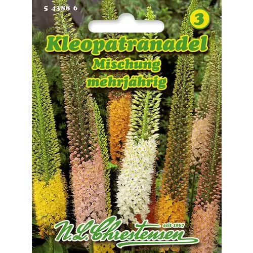 Pustynnik waskolistny, mix kolorow interface.image 1 interface.art 96419