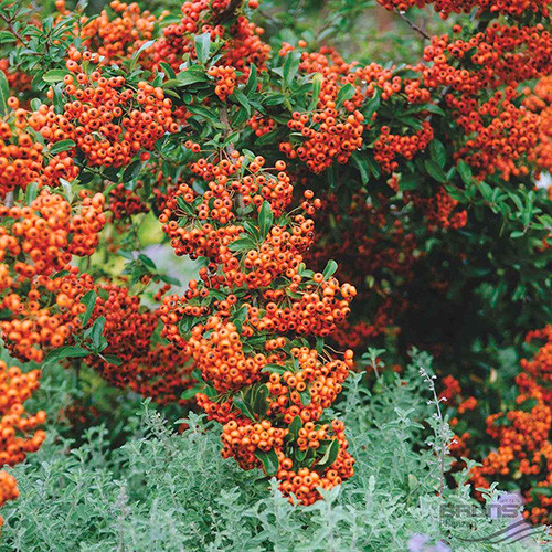 Pyracantha Firelight imagine 1 articol 4017