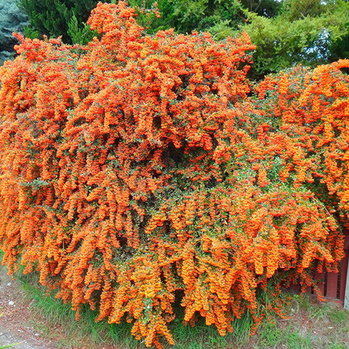 Pyracantha Firelight imagine 2 articol 4017