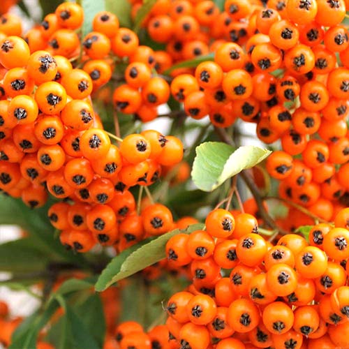 Pyracantha Orange Glow imagine 1 articol 4111