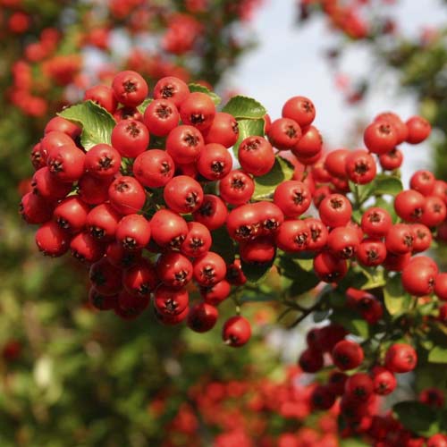 Pyracantha Red Column, C2 imagine 1 articol 8571