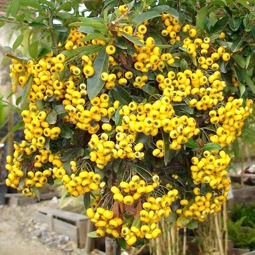 Pyracantha Soleil d'Or imagine 2 articol 67943