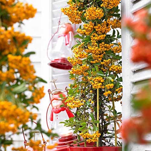 Pyracantha Soleil d'Or imagine 1 articol 4768