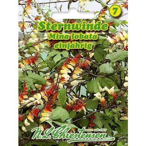 Quamoclit Mino Lobada imagine 1 articol 96440