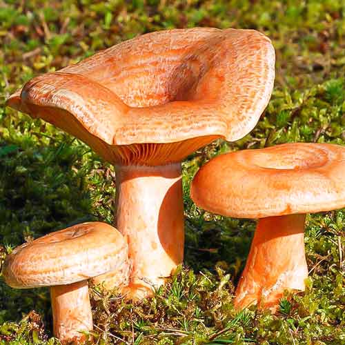 Râșcov imagine 1 articol 9737