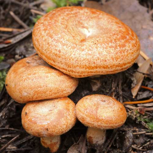 Râșcov imagine 2 articol 9737