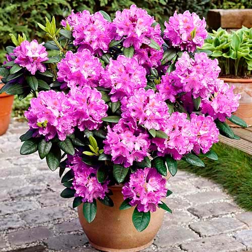Rhododendron Amethyst imagine 1 articol 2544