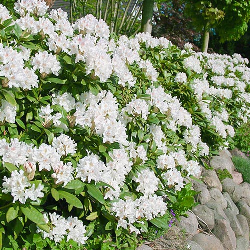 Rhododendron Cunningham White imagine 1 articol 9088