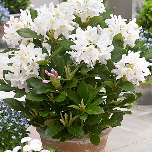 Rhododendron Cunningham White imagine 2 articol 9088