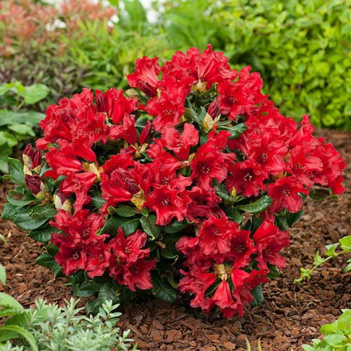 Rhododendron Doloroso, P9 imagine 1 articol 1578