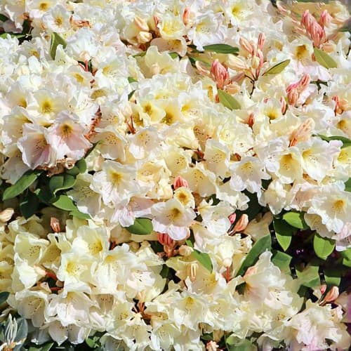 Rhododendron Golden Melody imagine 1 articol 1563