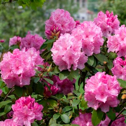 Rhododendron Kermesina Rose imagine 3 articol 6591