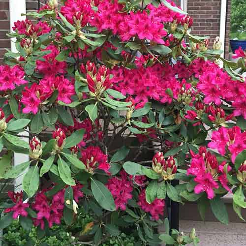 Rhododendron Nova Zembla imagine 1 articol 4796